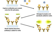 Detection of binding partners for 100 cate glycans in sample types
