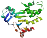 Permeability Glycoprotein (Pgp)